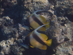 Heniochus intermedius