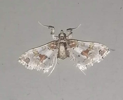 Leucinodes orbonalis