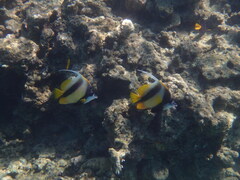 Heniochus intermedius