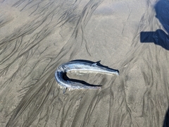 Tylosurus crocodilus