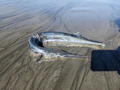 Tylosurus crocodilus