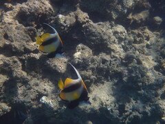 Heniochus intermedius