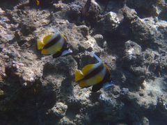 Heniochus intermedius