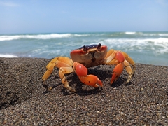 Gecarcinus lateralis