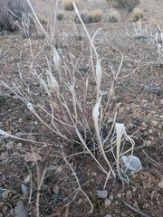 Eriogonum inflatum