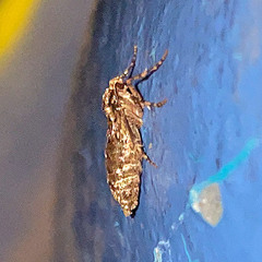 Operophtera brumata