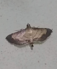 Cnaphalocrocis trebiusalis