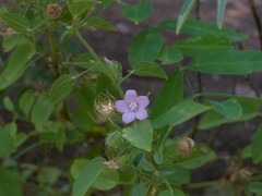 Pavonia arabica