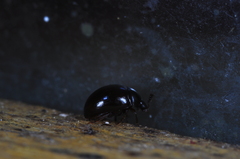 Cyllodes ater