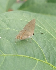 Electrostrymon endymion