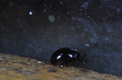 Cyllodes ater
