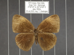 Bicyclus smithi smithi