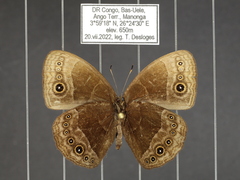 Bicyclus smithi smithi