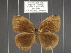 Bicyclus smithi smithi