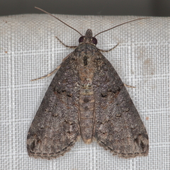 Lophoptera litigiosa