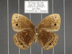 Bicyclus smithi smithi