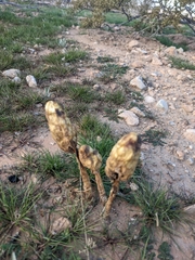 Podaxis