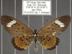 Acraea cepheus