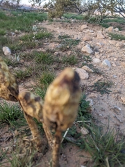 Podaxis