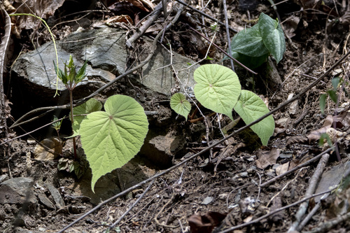 Begonia parcifolia