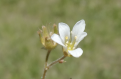 Saxifraga granulata