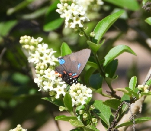 Photo of Great Purple Hairstreak (Atlides halesus)