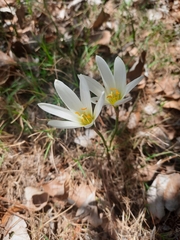 Zephyranthes mesochloa