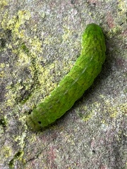 Phlogophora meticulosa