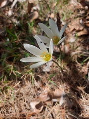 Zephyranthes mesochloa