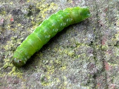 Phlogophora meticulosa