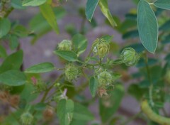 Pavonia arabica