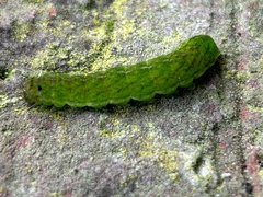 Phlogophora meticulosa