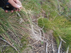 Stipa pennata