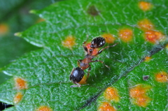 Leptothorax
