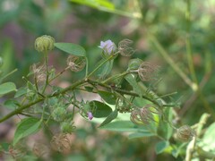 Pavonia arabica