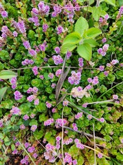 Rotala rotundifolia