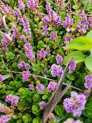 Rotala rotundifolia