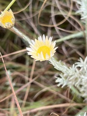 Helichrysum reflexum