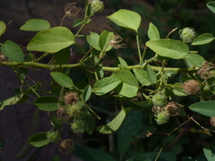 Pavonia arabica