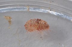 Pleustes panoplus
