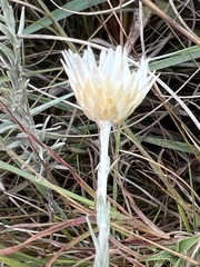 Helichrysum reflexum
