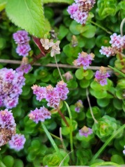 Rotala rotundifolia