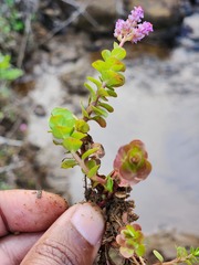 Rotala rotundifolia