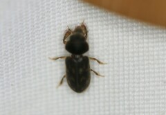 Heterocerus mollinus