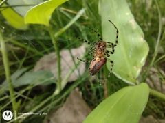 Alpaida gallardoi