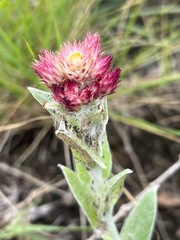 Helichrysum appendiculatum
