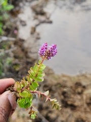 Rotala rotundifolia