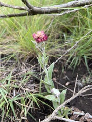 Helichrysum appendiculatum