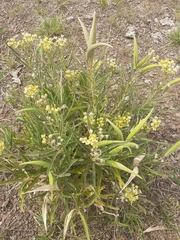 Asclepias mellodora