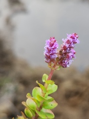 Rotala rotundifolia